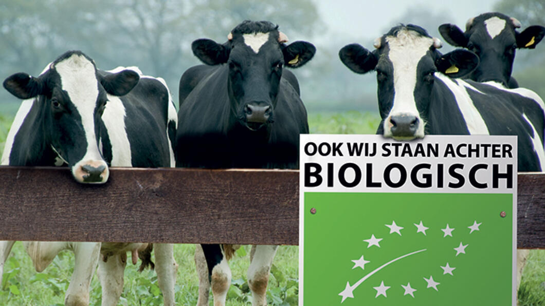 Biologische koeien in de wei