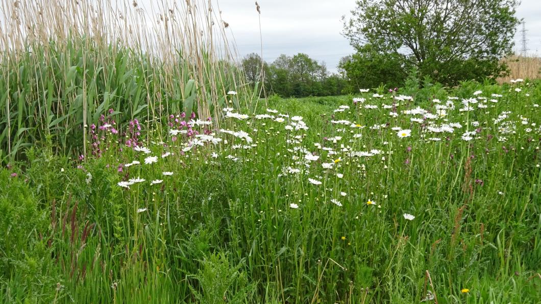 20190526 c werkbezoek GroenLinks akkeranden met natuurbosje.JPG