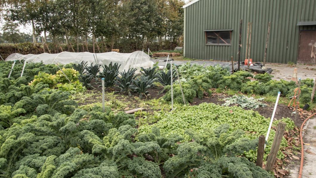 Boerenkool en andere wintergroenten.jpg