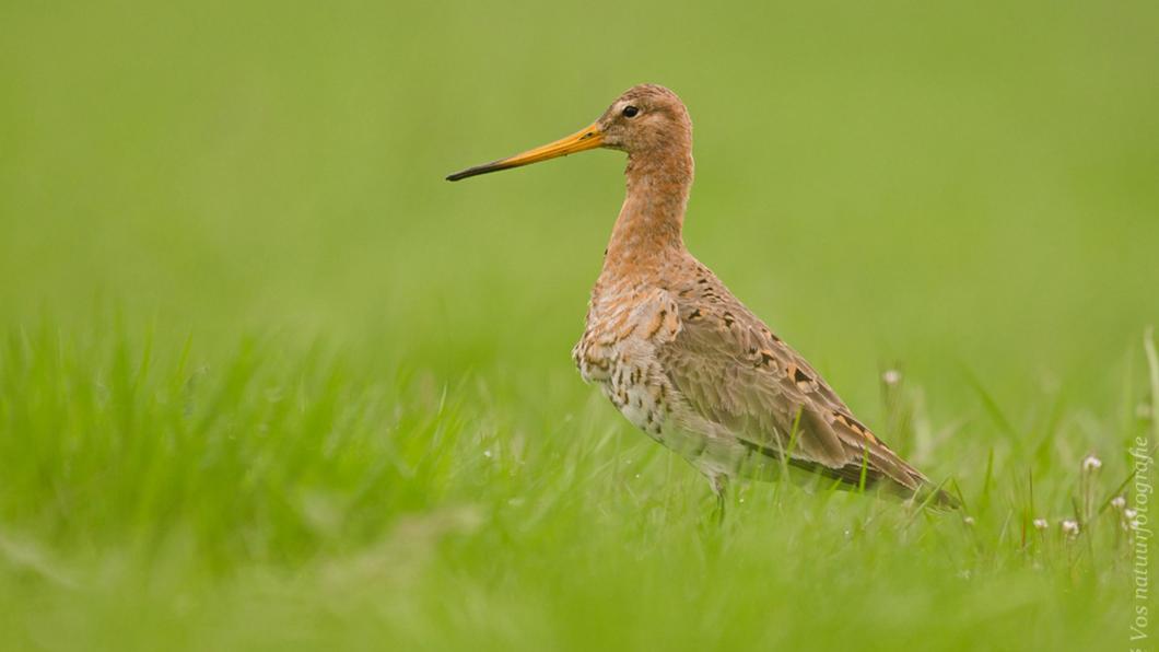 boerenlandvogel.jpg