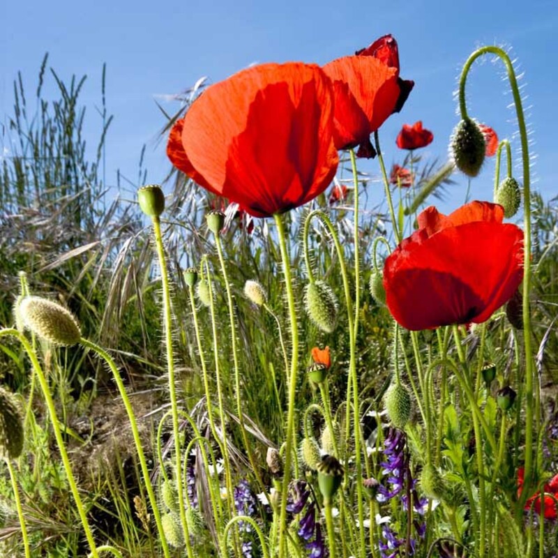 Biodiversiteit
